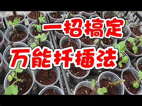 圓柏風水|風水師傳授圓柏養護秘訣